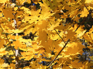 Yellow maple leaves close-up on a sunny autumn day.