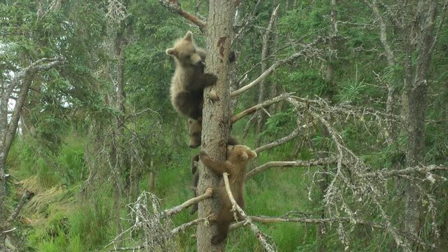 Grizzly bear cubs come down from tree, Brooks Falls, 2022
North America Wildlife and Nature, Brooks Falls - Katmai National Park, 
