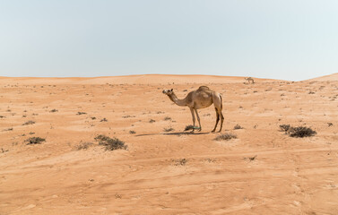 The Middle Eastern camel in Wahiba Sands of desert in Oman.