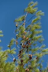 branches and large pine cones in Setubal, Portugal