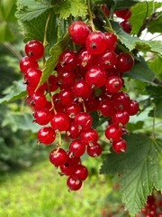red currant berries