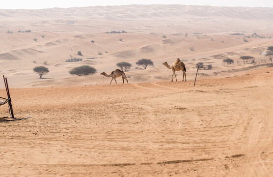 Desert landscape with Middle Eastern camels, Wahiba Sands of desert in Oman.