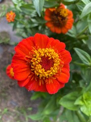 orange dahlia flower