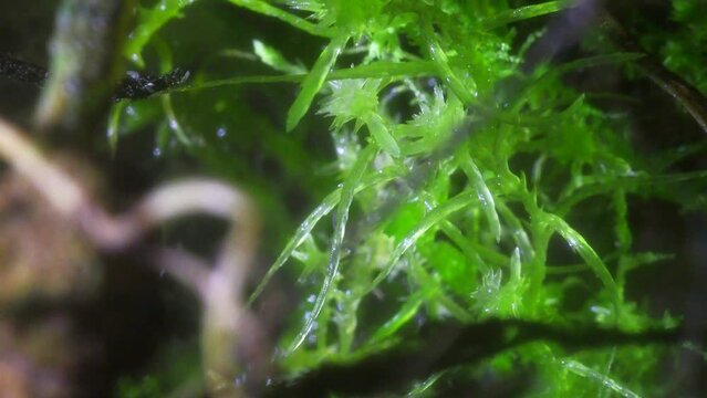 Macro video of miniature plants. Amazing microscopic world. Miniature moss close-up. Focus on green moss. Autonomous florarium