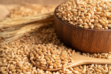Grains and wheat ears from organic agriculture farm.
