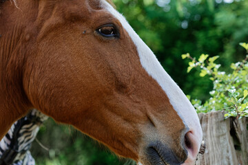 T&ecirc;te de cheval de race mustang.