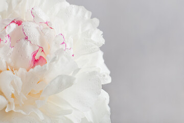 White peony flower close-up, floral background, copyspace
