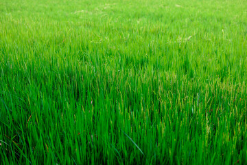 The close background of the green rice fields, the seedlings that are growing, are seen in rural areas as the main occupation of rice farmers who grow rice for sale or living.