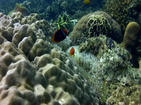 Tomato or Bridled anemonefish (Amphiprion frenatus) in bubble anemone