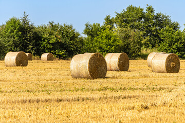 Endless field with round bales of straw against the blue summer sky. Selective focus. Field after harvesting wheat. Close-up of golden straw bales. Nature concept for design.