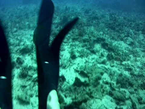 Titan triggerfish (Balistoides viridescens) attacking cameraman