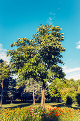 beautiful chestnut tree in grass area with multicolored flowers on blue sky