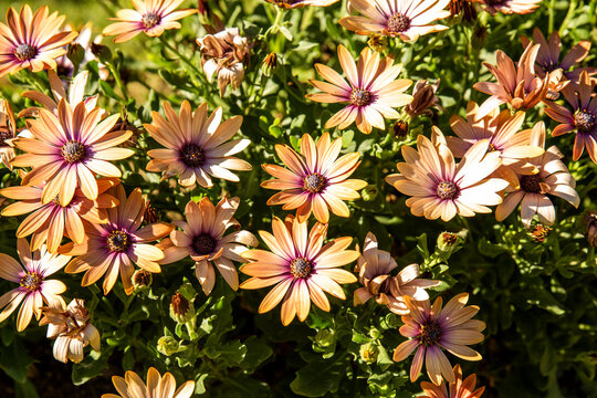 yellow Flowers of Osteospermum ecklonis or Dimorphotheca ecklonis in summer. floral background.