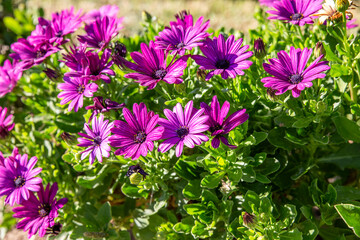 Cape marguerite (Dimorphotheca ecklonis) in the garden. Purple daisy flowers growing in green garden.
