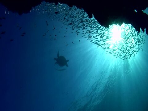 Green sea turtle (Chelonia mydas) silhouette with wall and school of fishes