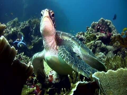 Green sea turtle (Chelonia mydas) checking around and starting swimming