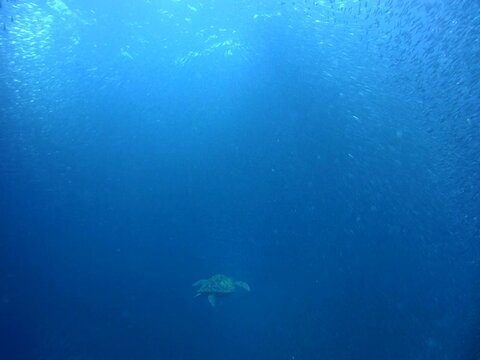 Green sea turtle (Chelonia mydas) swimming into a huge school of sardines