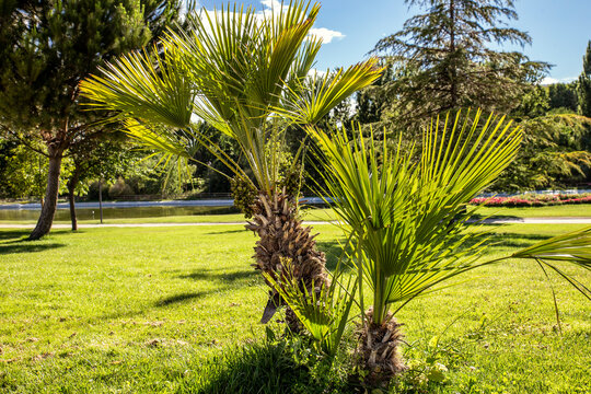 small palm tree on green grass in sunny day. chamaerops humilis