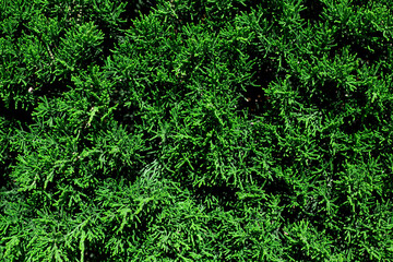 Natural plant green background of cypress twigs
