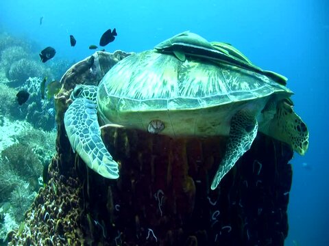 Green sea turtle (Chelonia mydas) laying inside barrel sponge
