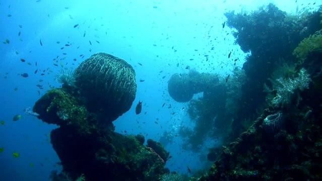 Giant barrel sponge (Xestospongia testudinaria) on the Liberty Wreck, Bali