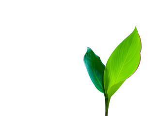Isolated Canna Indica L leaves with clipping paths on white background