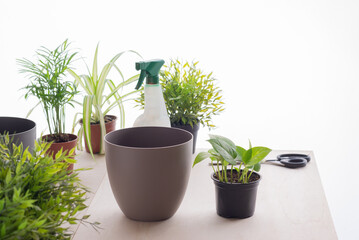 pot on table in which there is a plant and gardening accessories to transplant and care for the flowers in your home or garden, horizontal, 
