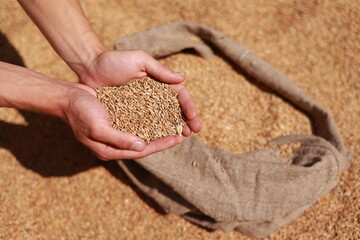 Wheat grains fall from old hand in the wheat field at the golden hour time. Concept of the peace....