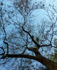 Fototapeta na wymiar Morning tree with sky butiful view 
