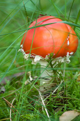 beautiful bright red fly agaric among the green grass on the Forest meadow