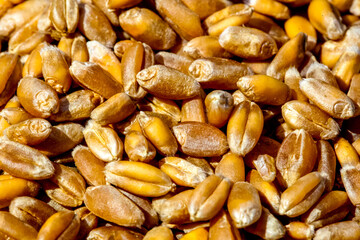 Processed grain of wheat background. Agriculture concept