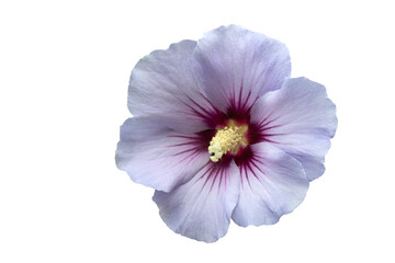 Blüte des Hibiscus, Nahaufnahme, freigestellt - 519829834