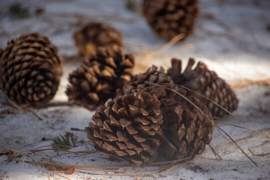Pine cones on a snowy forest floor atop a mountain in Palm Springs, California