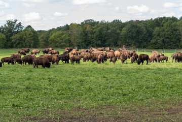 Bison, or Buffalo, Grazing In Pasture