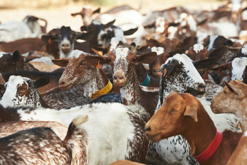 Spanish Goats