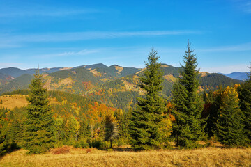 Fototapeta na wymiar Forest on a sunny day in autumn season.
