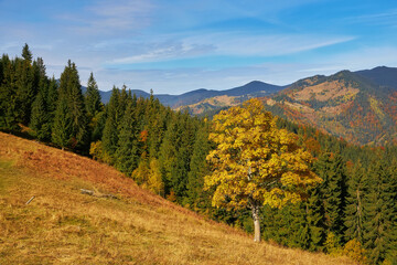 Forest on a sunny day in autumn season.