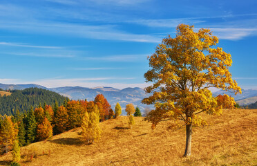 mountain autumn landscape with colorful forest