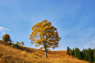 Fototapeta premium Forest on a sunny day in autumn season.