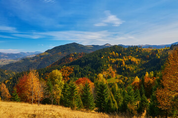 Forest on a sunny day in autumn season.