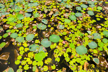 Lake with lotuses and aquatic plants in the national park of Sri Lanka.