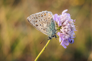 butterfly on a flower