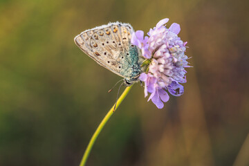 butterfly on flower