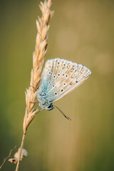butterfly on the grass