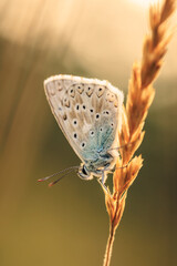 butterfly on a flower