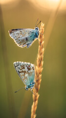 butterfly on a leaf