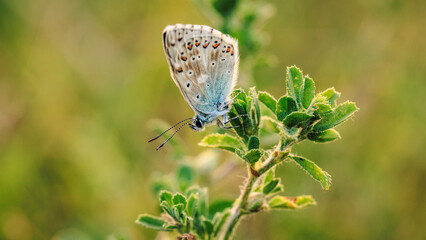 butterfly on a green grass