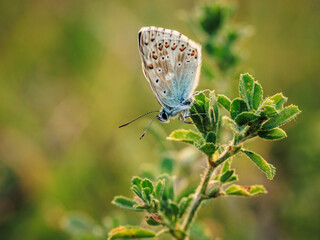 butterfly on a leaf