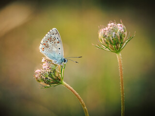 butterfly on a flower