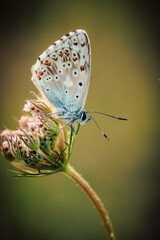 butterfly on a flower